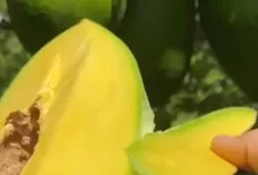 Ternyata,  Buah ini yang Bisa  Buat Kulit Sehat dan Bercahaya