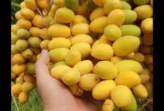 Kurma Mentah Baik Untuk Kesehatan, Ini Manfaatnya!