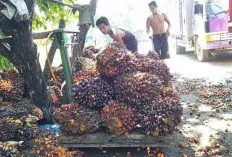 Awal Tahun 2024, Petani Sawit Tersenyum, Harga TBS Cendrung Stabil 