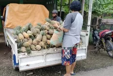 Harga Nanas Murah, Pedagang Keliling Untung Jutaan Rupiah