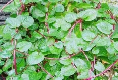 Daun Binahong, Sangat Berkhasiat untuk Kesehatan, Mari Dicoba!   