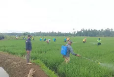 Astaga, Lahan Pertanian Warga Lubuk Linggau Selatan II Diserang Hama Penggerak Batang
