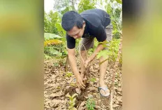  Upaya Meningkatkan dan Mendukung GSMP, Kecamatan Lubuk Linggau Barat 1 Tanam Ubi Kayu 