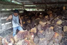 Jelang Tahun Baru, Harga TBS di Sanga Desa Masih Stabil, Petani Harapkan Perubahan Harga Pabrik