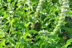 Kemangi: Daun Kecil dengan Aroma Segar dan Segudang Khasiat untuk Kesehatan