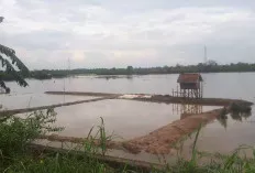 Petani Pasang Surut di Lais Muba, Mulai Turunkan Padi ke Sawah 
