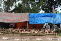 Pastikan Kesehatan Hewan Kurban Sehat dan Aman Dikonsumsi, Disbunnak OKI Mulai Periksa Kesehatan Hewan 