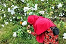 Bisa Petik Jambu Langsung dari Pohon 