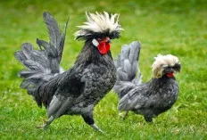 8 Jenis Ayam Hias dengan Harga Fantastis, Ada yang Mencapai Puluhan Juta