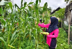 Polsek Tanjung Raja Distribusikan Hasil Panen Jagung Manis ke Warga, Dukung Program Ketahanan Pangan 