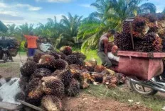 Usai Pemilu 2024, Petani Berharap Harga TBS  Kembali Menguat