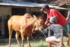 Hikmah dan Manfaat Berqurban, Bukan Sekadar Menyembelih Hewan, Tapi Melatih Keikhlasan dan Kepedulian