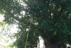 Damkar Muba Evakuasi Sarang Tawon di Permukiman Warga Sekayu