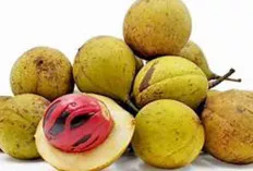 Wow, Ini Dia Khasiat dan Manfaat Buah Pala Bagi Kesehatan Tubuh Manusia