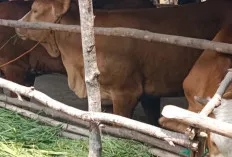 Tingkatkan Ketahanan Pangan, Pemdes Letang Serahkan 4 Ekor Sapi ke Kelompok Maju Bersama