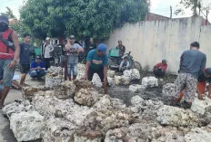 Harga Karet Anjlok Pasca Lebaran, Petani OKU Timur Jerit: 