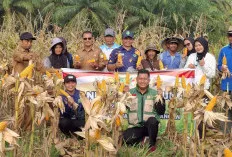 Panen Jagung Program Ketahanan Pangan 2026, Kelompok Tani Berlian Makmur Hasilkan 950 Kilogram