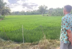 Bupati OKU Timur Langsung Turun ke Lokasi, Setelah Terima Pesan Petani 