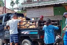 Selama Ramadan, Permintaan Terhadap Kelapa Meningkat 