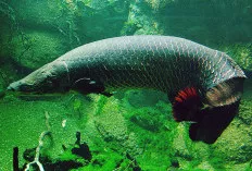 Ikan Invasif Arapaima Gigas, Ancaman Bagi Ikan Lokal dari Sungai Amazon