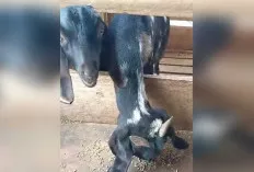 Luar Biasa, Modal 6 Kambing, Kini Menjadi Tokoh Inspiratif Pelaku Usaha Kambing 