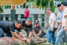 Sekretariat DPRD Muba Gelar Pemotongan Hewan Kurban Penuh Kebersamaan