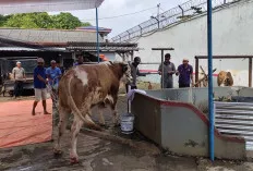 Lapas Sekayu Sembelih 9 Hewan Kurban, Peduli Sesama di Momen Idul Adha