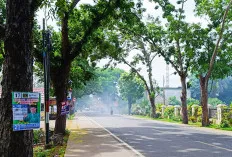 Masuk Masa Kampanye, Masih Banyak APK Nempel di Pohon 