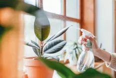 Buat Pemula, Ini Trik Merwat Tanaman Hias agar Tumbuh Subur