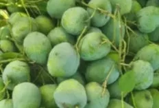 Sensasi Asam Mangga Muda, Kaya Manfaat untuk Kesehatan