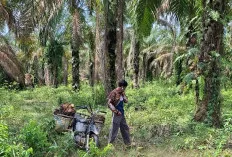  Harga Sawit Anjlok hingga Rp1.800 per Kg, Petani  Mengeluh
