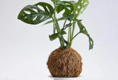 Pesona Janda Bolong, Tanaman Hias dengan Daun Berlubang yang Eksotis