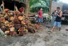 Petani Sawit di Sanga Desa Tetap Tersenyum, Ini Penyebabnya 