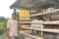 Penjualan Hewan Kurban Jenis Kambing di Muba Alami Peningkatan, Pedagang Untung Besar