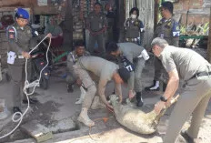Satpol PP Muba Tertibkan Hewan Ternak Berkaki Empat di Babat Toman