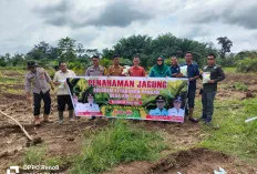  Pemdes Air Itam Laksanakan Program Ketahanan Pangan 2025 Lewat Penanaman Jagung