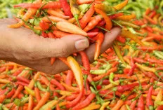 Ternyata Sih Kecil, Cabai Rawit Ini Bermanfaat untuk Kesehatan