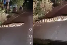 Heboh! Video Penampakan Buaya Dipinggir Badan Jalan, Segini Besarnya!