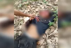  Warga Musi Rawas Kembali Diterkam Beruang Saat Menyadap Karet
