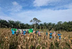 Panen Jagung Kedua, Desa Bukit Jaya Sungai Lilin Hasilkan 2 Ton untuk Program Ketahanan Pangan