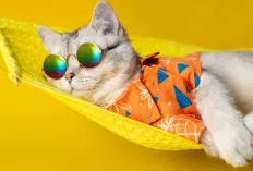 7 Tingkah Lucu Kucing yang Bikin Gemas dan Ngakak!