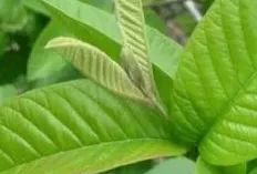 Rahasia di Balik Daun Jambu Biji: Lebih dari Sekadar Obat Diare Tradisional