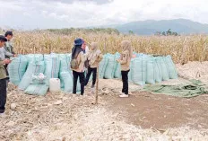 Meski Musim Panas dan Hujan, Ketersediaan Pangan di Lahat Bisa Dikatakan Aman, Tapi Tetap Antisipasi 