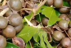 Rahasia Mengolah Jengkol Agar Tidak Bau dan Enak