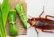 Banyak Kecoa, Ini Cara Mengatasinya Agar Rumah Bebas dari Kecoa