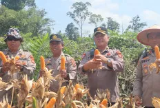 Panen Raya Jagung di Musi Banyuasin Sukses Dukung Swasembada Pangan 2025