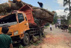 Pohon Tumbang Sudah Dievakuasi, Arus Lalulintas Sekayu-Lubukulinggau Lancar