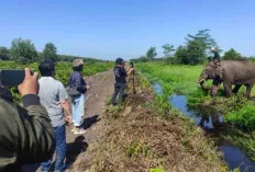 Gajah Sering Berkonflik dengan Manusia, Ternyata Ini Penyebabnya Setelah Dilakukan Pengkajian oleh Tim Puskass
