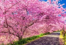Musim Semi Makin Populer, Wisata Sakura Asia Jadi Tren Liburan 2026