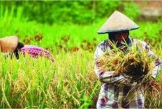 Produksi Padi Sumsel 2026 Naik Tajam Lalu Turun Drastis: Sinyal Kuat dari Siklus Panen Raya